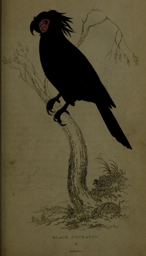 drawing of a black bird sitting on a nch