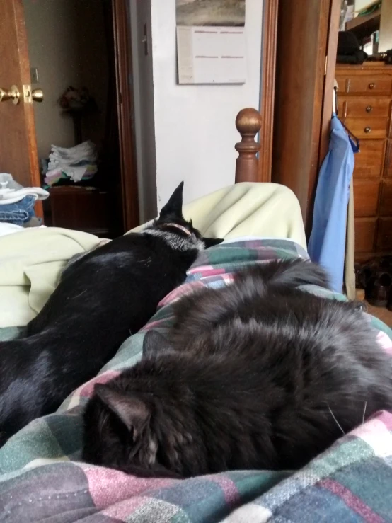 two cats sleeping together on a bed in the middle of a room