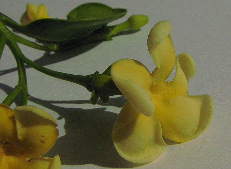 several green buds laying on a yellow flower