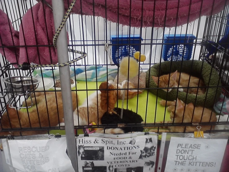 a cage filled with stuffed animals, including a kitten