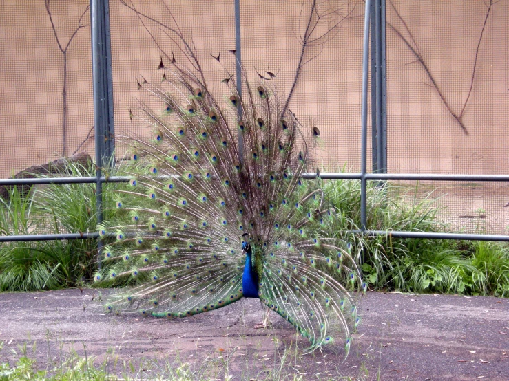 a large peacock standing next to a metal fence