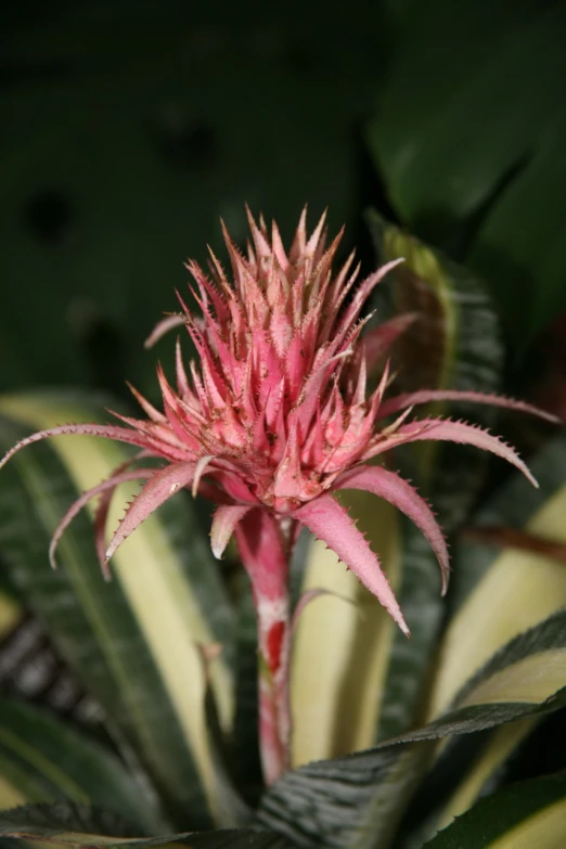 a green plant with red flowers and leaves