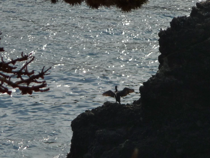 an animal on a rocky cliff above water