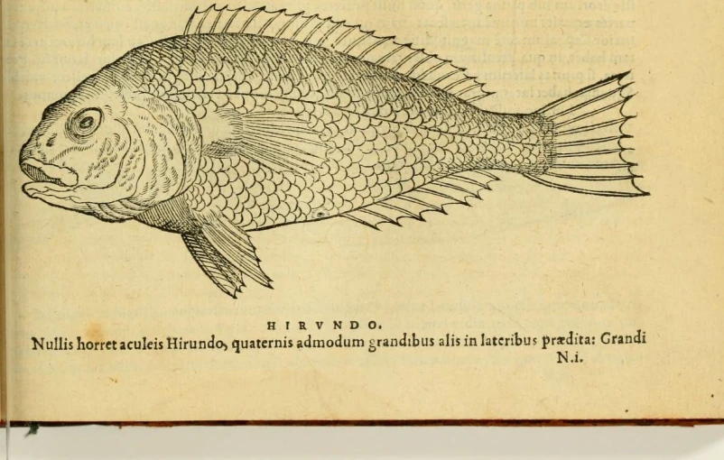 an old illustration from a 19th century book shows a fish in ink
