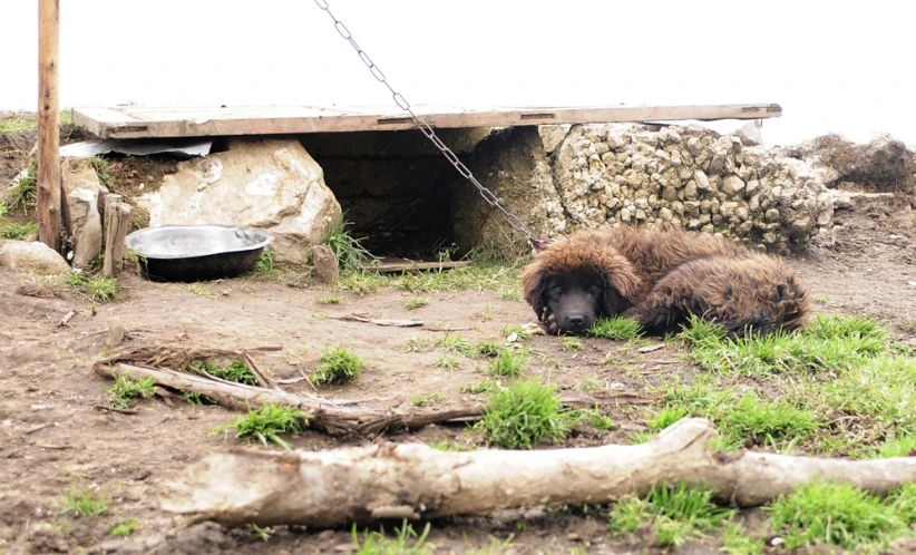 a bear laying down outside with his head up