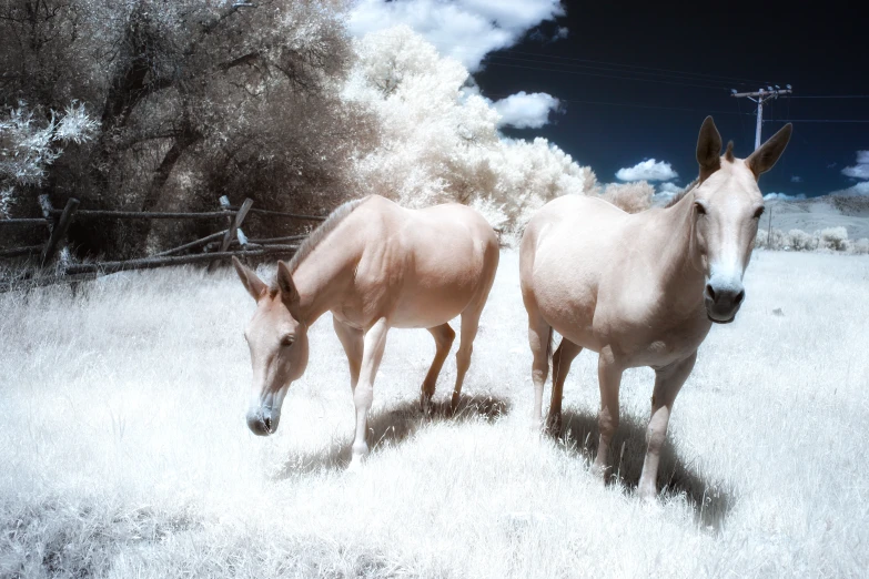 two horses are standing next to each other in the snow