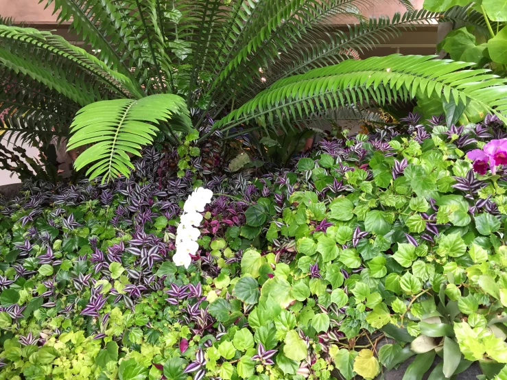 plants and other greenery are growing outside