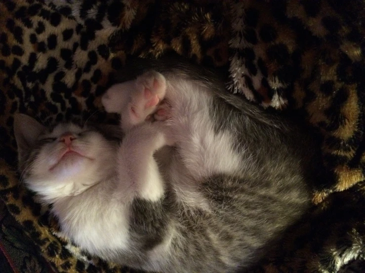 a small kitten is curled up sleeping
