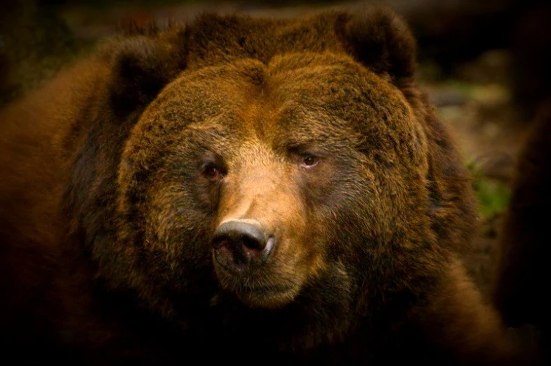 a large brown bear laying down in the woods