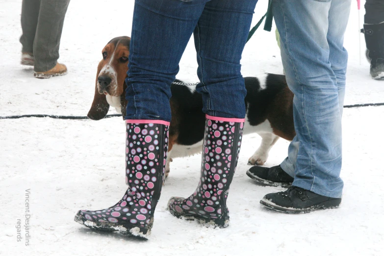 people are standing in the snow with black and white dogs