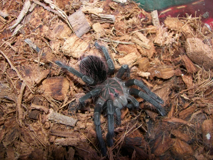 a spider is on the ground with wood shaving around it