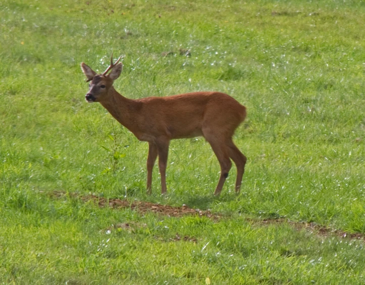 small deer standing in the middle of a grassy field