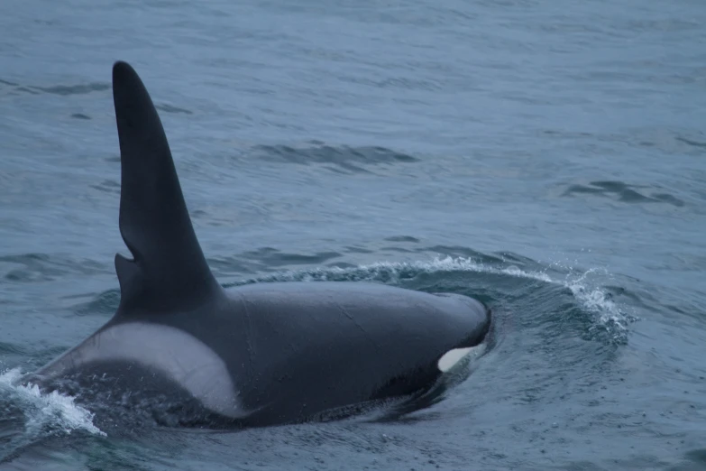 a large black orca swimming in the water