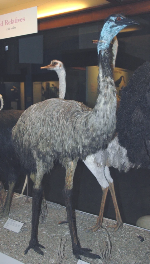 three stuffed birds are sitting on display in a museum