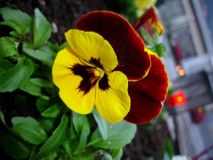 a yellow and burgundy flower in the middle of some leaves