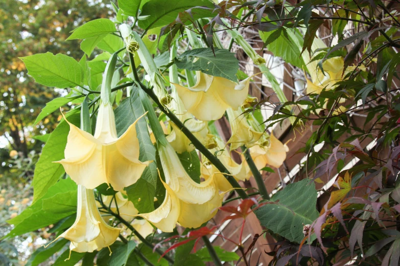 yellow flowers on the top of a vine with leaves
