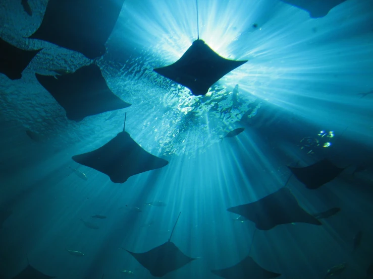 rays of light are seen above the water at night