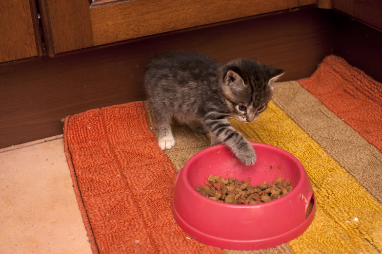 a cat eating food out of a pink bowl