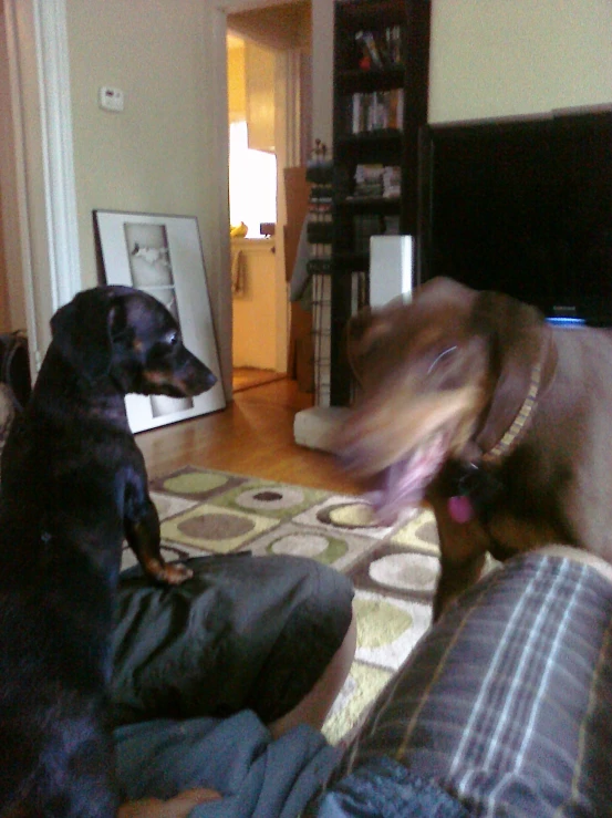 two dogs are sitting in the living room