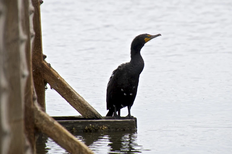 a very large bird standing on a post in the water