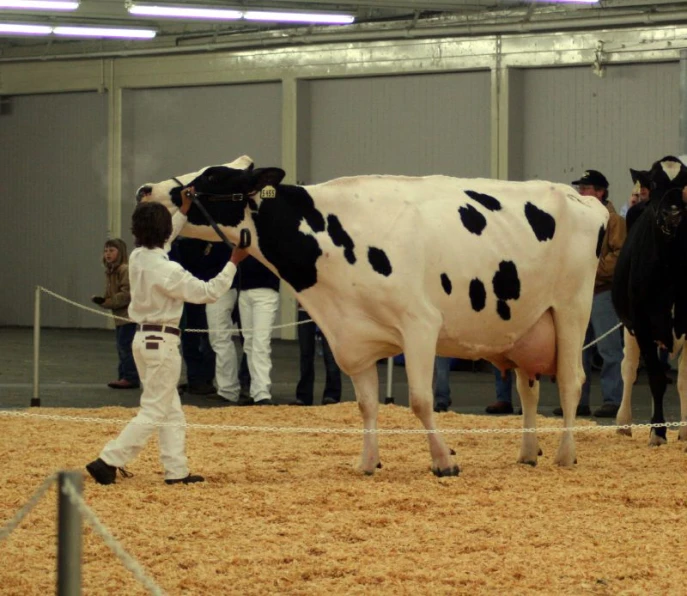 the woman is giving a prize to a cow at the event