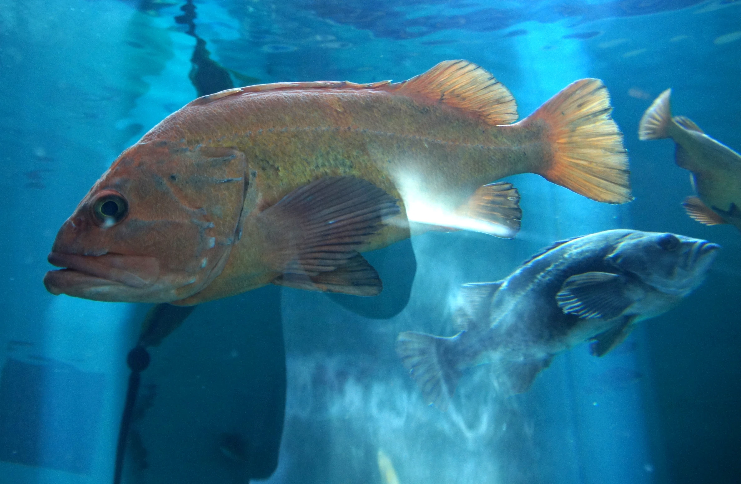 a large fish swimming in an aquarium with other fishes