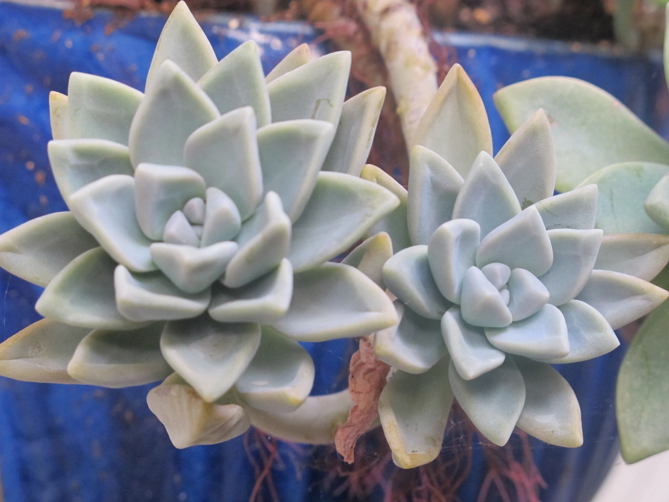 two small succulent plants in a blue planter