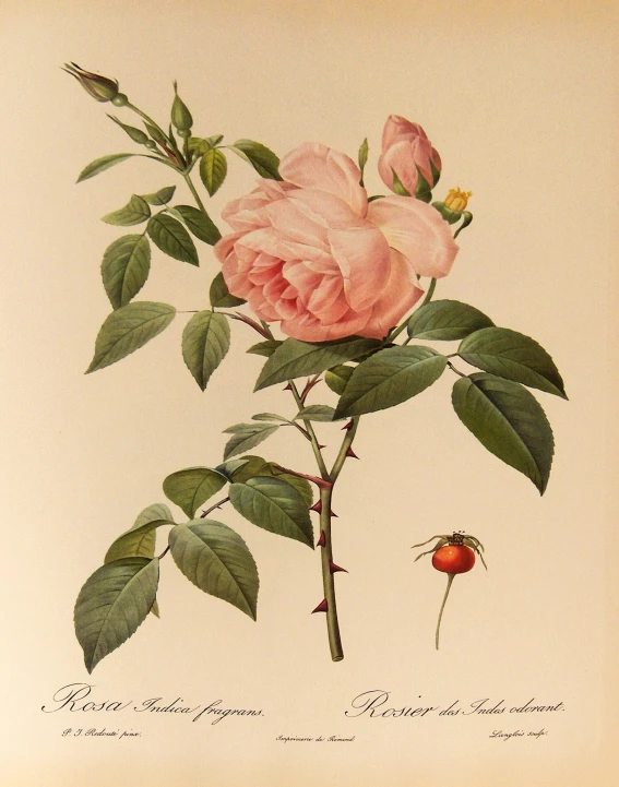 the beautiful pink roses are displayed in the antique style
