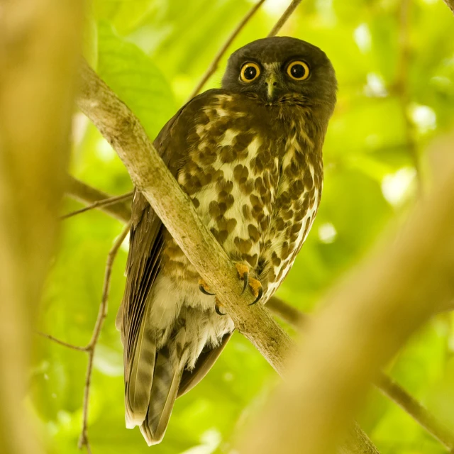 a black and brown owl sitting in a tree nch