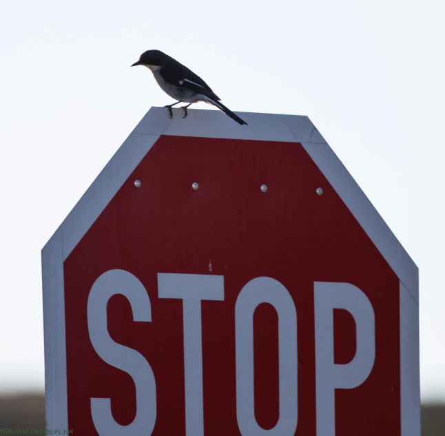 there is a bird that is sitting on top of the stop sign
