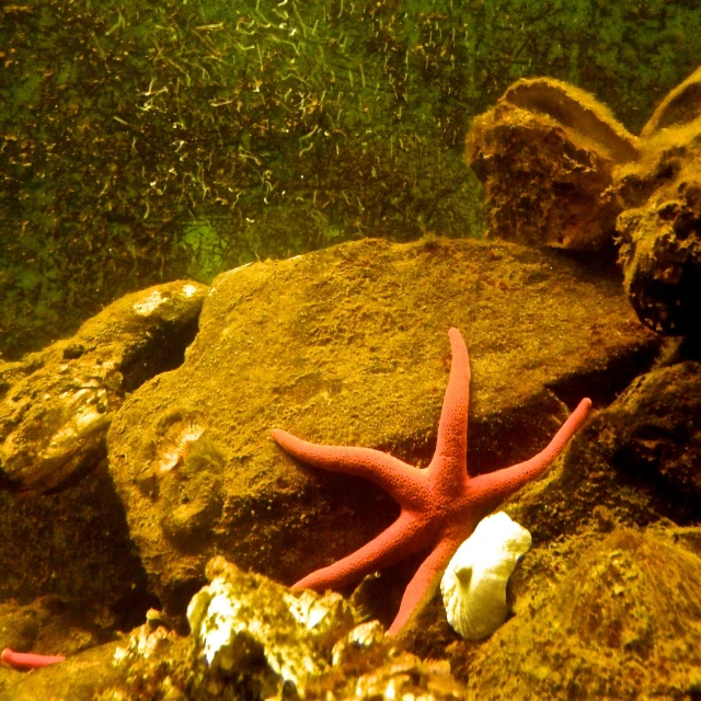 a coral starfish lays on the ground next to rocks