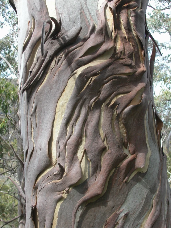 an old tree is shown that has been grafted and 