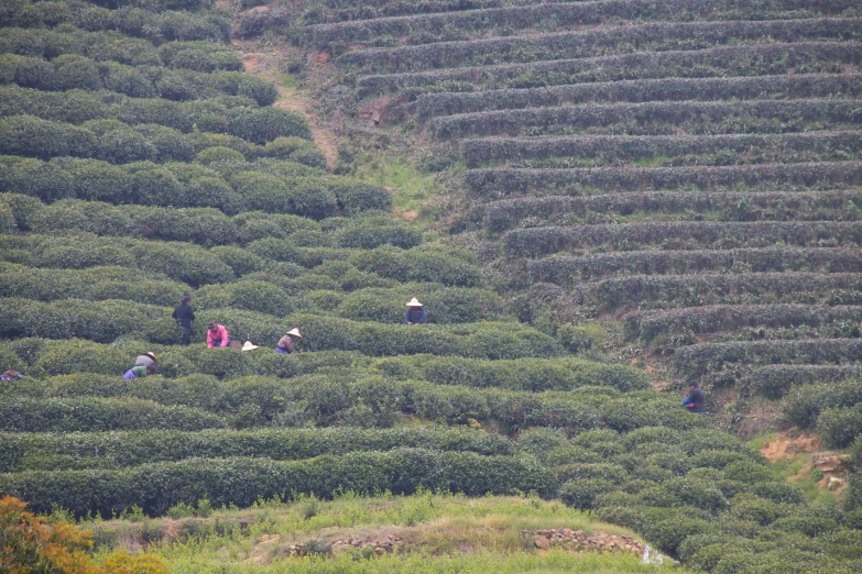 some people picking and picking tea from the bushes