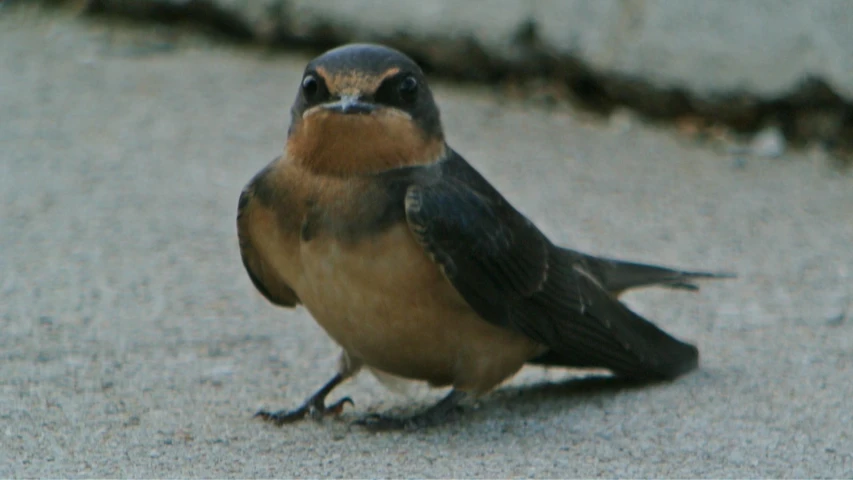 a bird sitting down looking around its neck