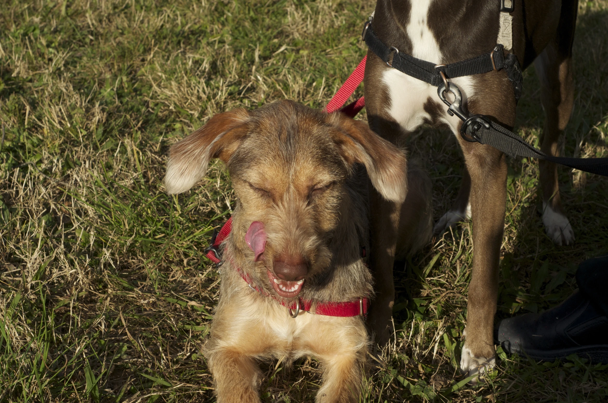 a large brown dog standing next to a small brown and white dog