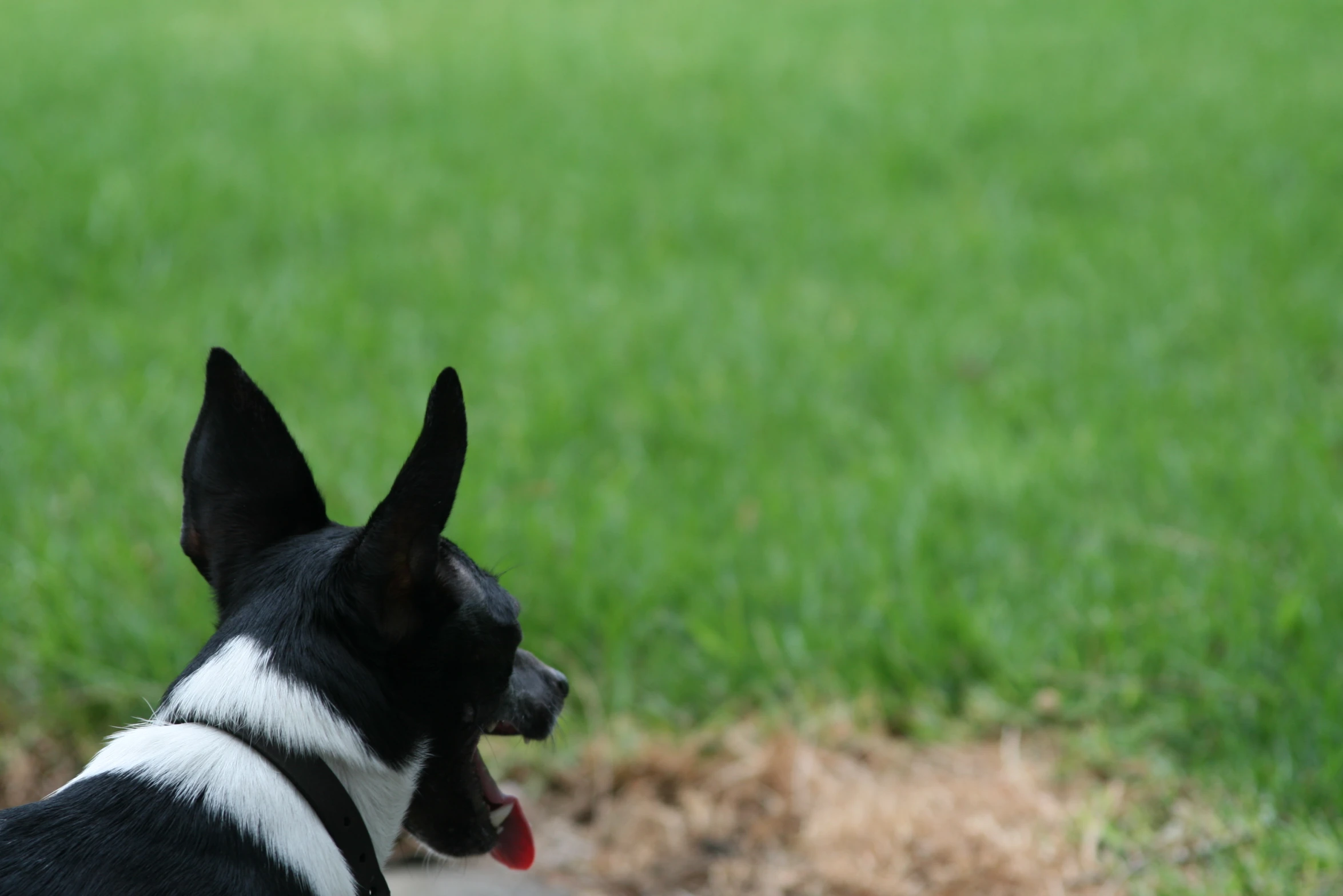 a black and white dog with his tongue out