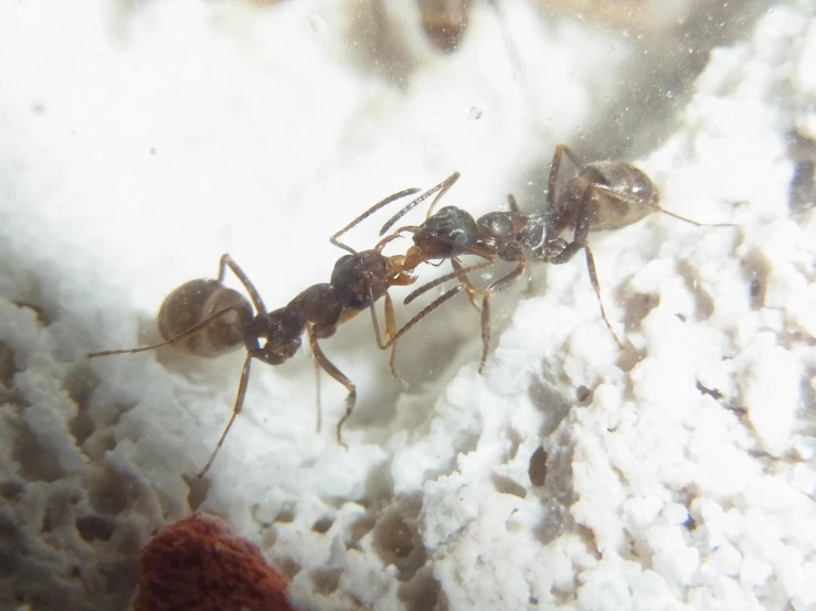 a group of small black ants standing on some rocks