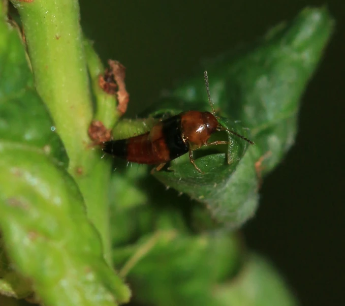 there is a large red and black bug crawling on the leaf