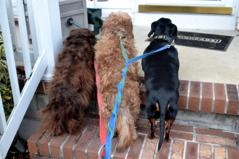 three dogs stand outside on brick stairs in front of a door