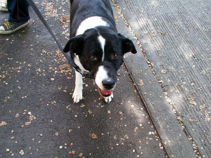 a black and white dog standing on top of a sidewalk