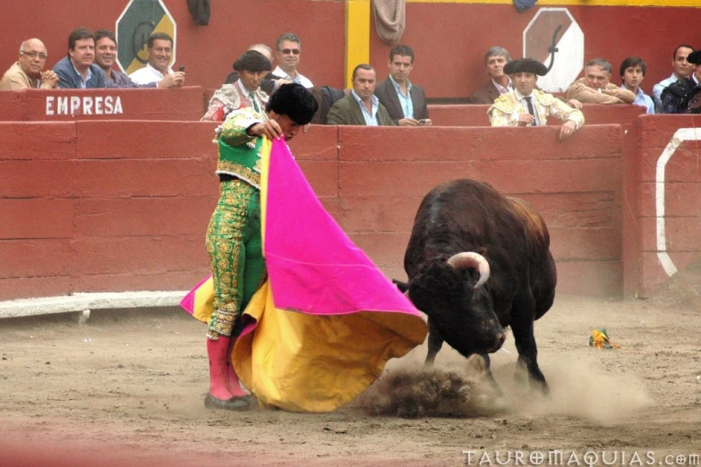 a bull is being hed up to the ground by a woman