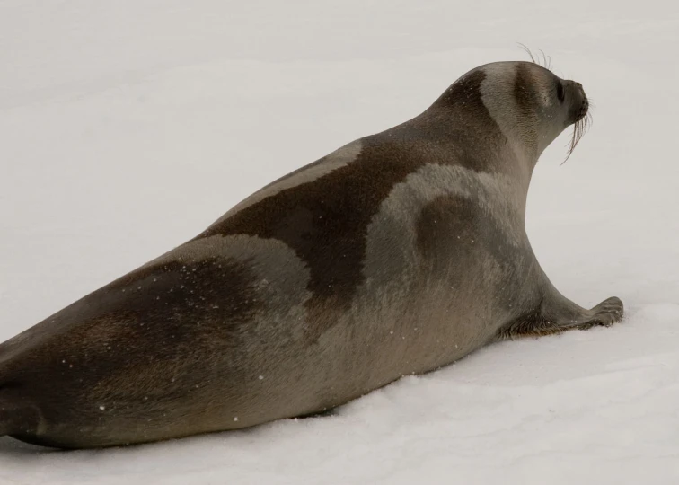 the seal is laying in the snow outside