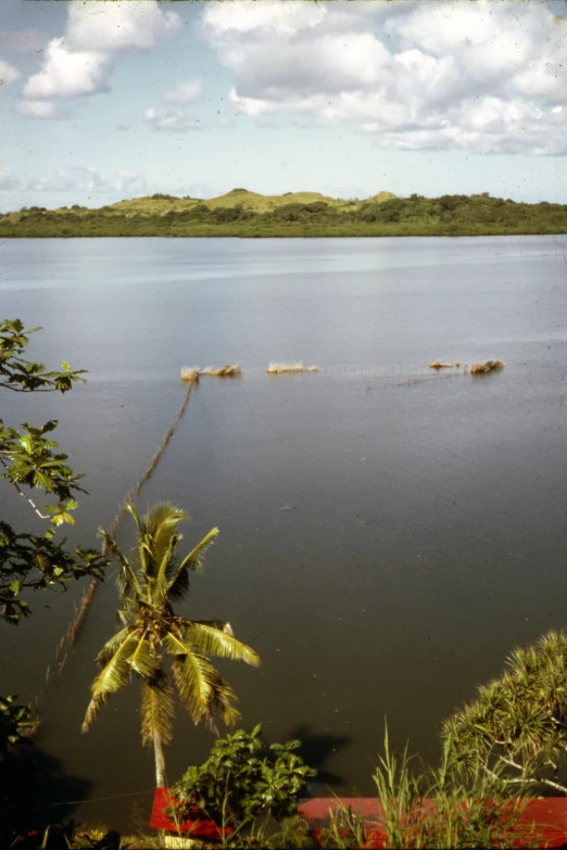 water and clouds near trees on the bank