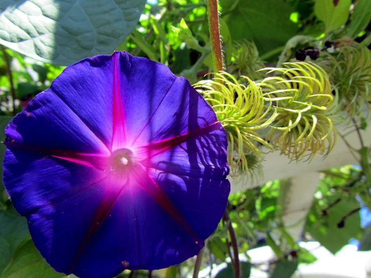 a flower in bloom surrounded by leaves