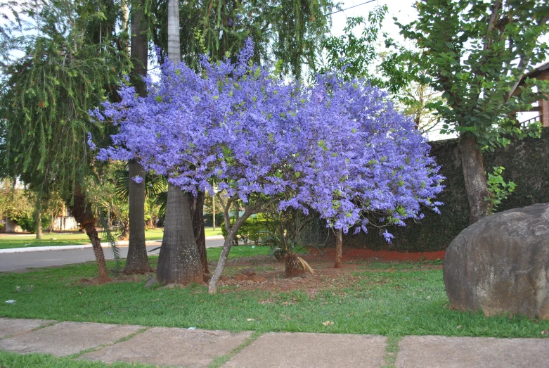 trees with purple flowers next to large rocks and a tree