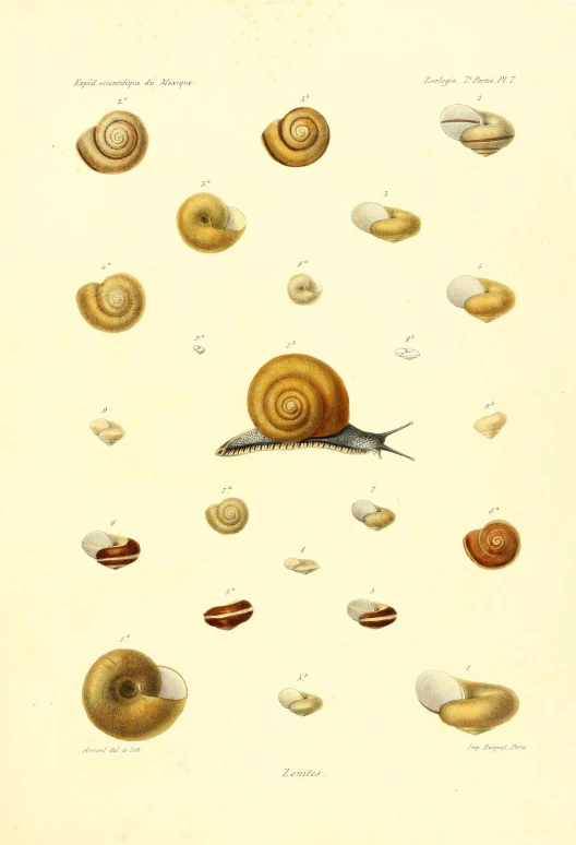 various types of shells from a natural history