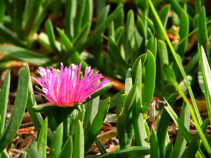 a lone flower grows on the ground in front of a green grassy area