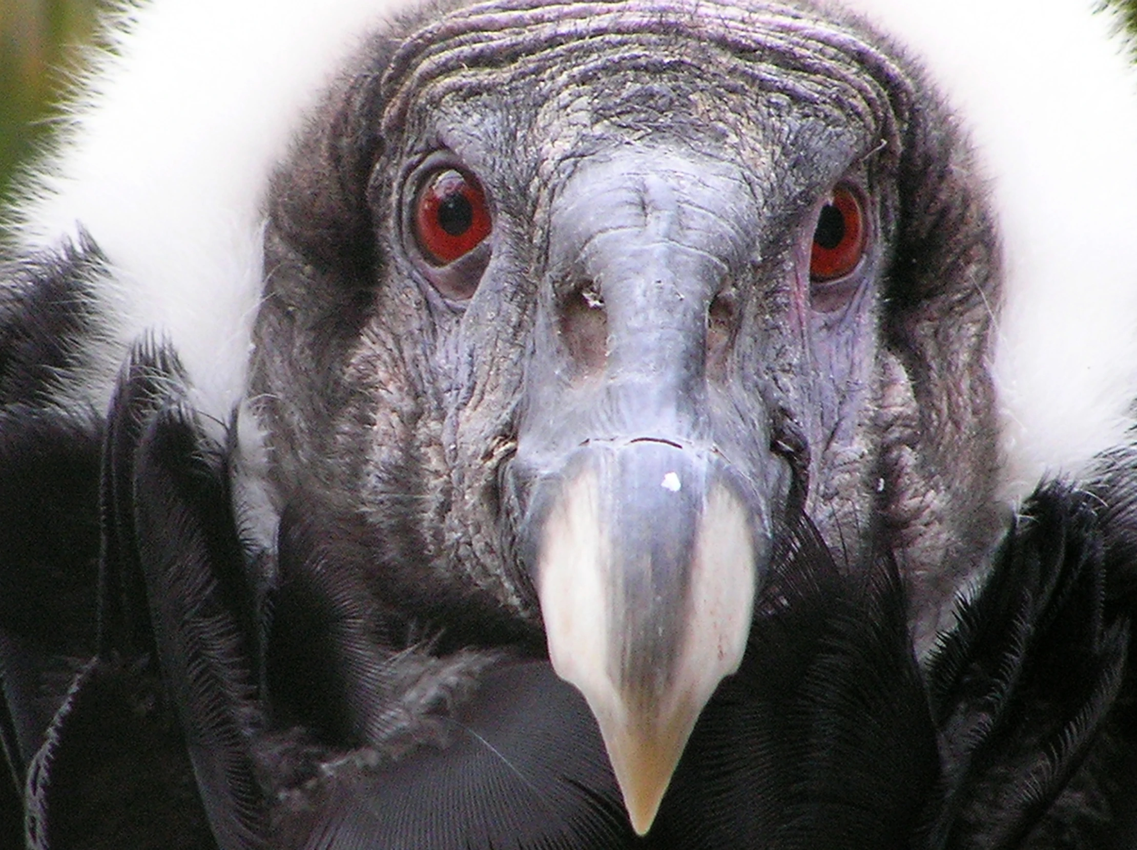 the bird has a long, white, neck and wings