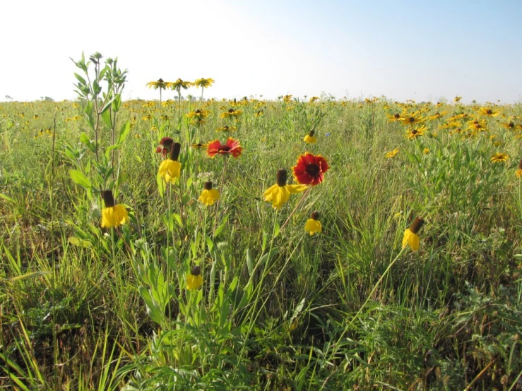 a field full of wild flowers with a sky in the background