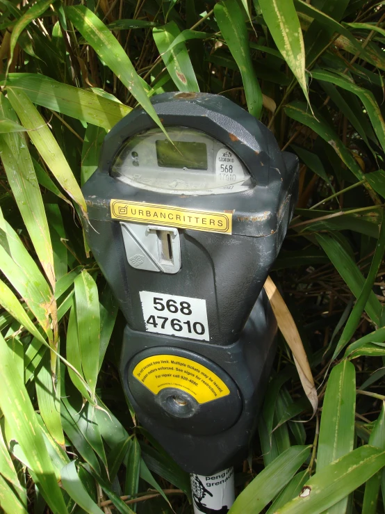 a black and grey parking meter sitting next to tall grass